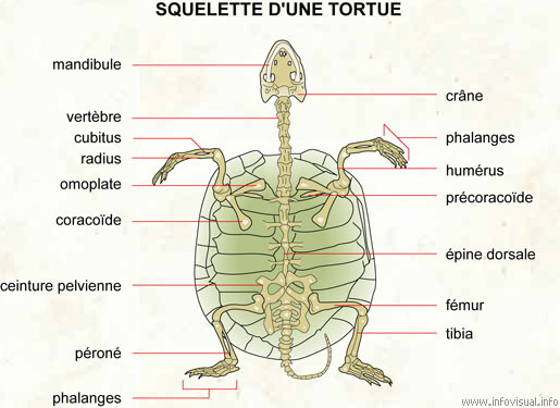 Squelette d'une tortue (Dictionnaire Visuel)